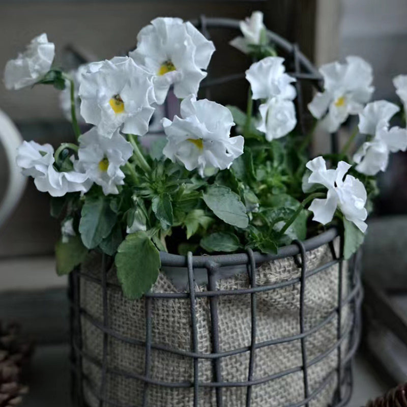 Nutshell iron wire wall basket with white flowers and greenery for a charming home decor accent