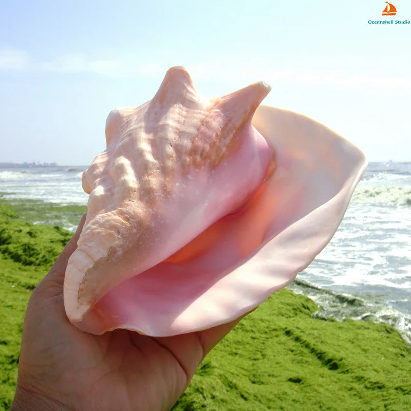 Nutshell large conch sea shell decor held by hand with ocean and greenery background