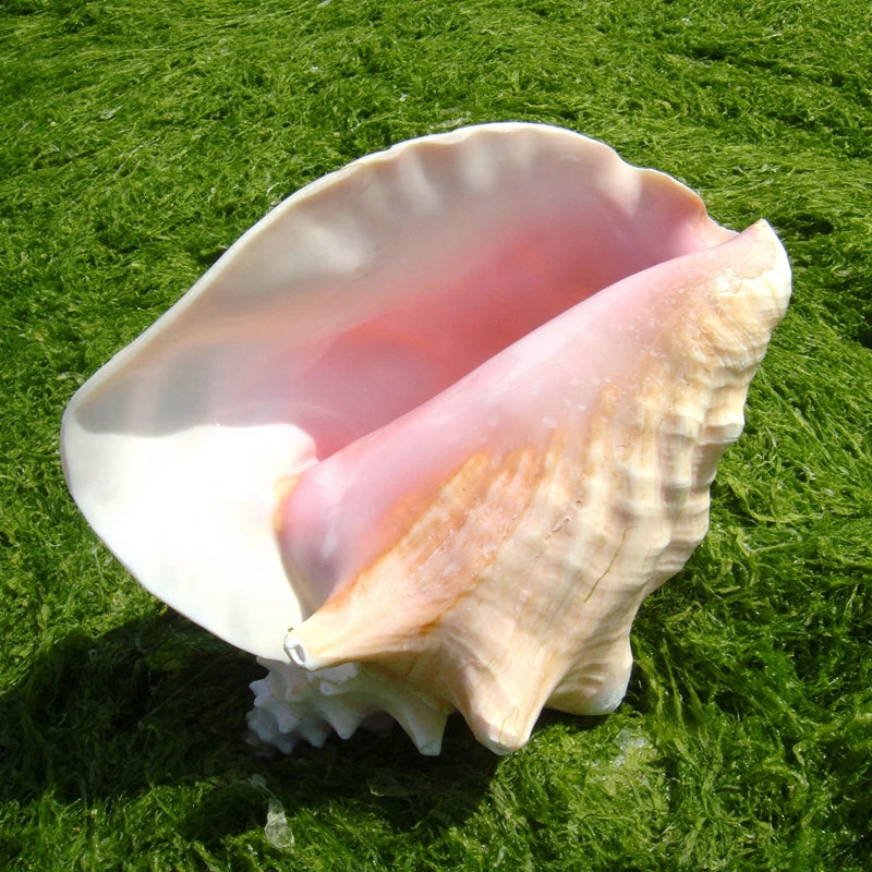 Nutshell large conch sea shell decor with natural pink and beige tones displayed on green grass