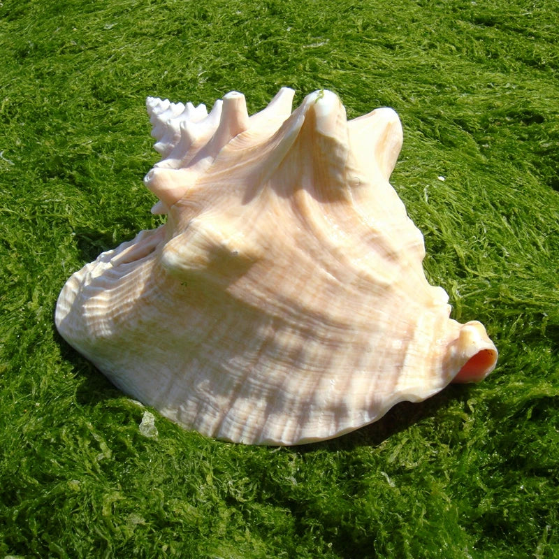 Nutshell large conch sea shell decor resting on vibrant green seaweed for coastal ornament