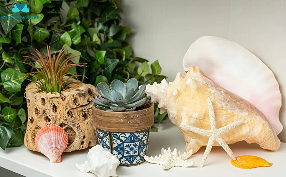 Nutshell large conch sea shell decor displayed with starfish and potted succulents on white surface