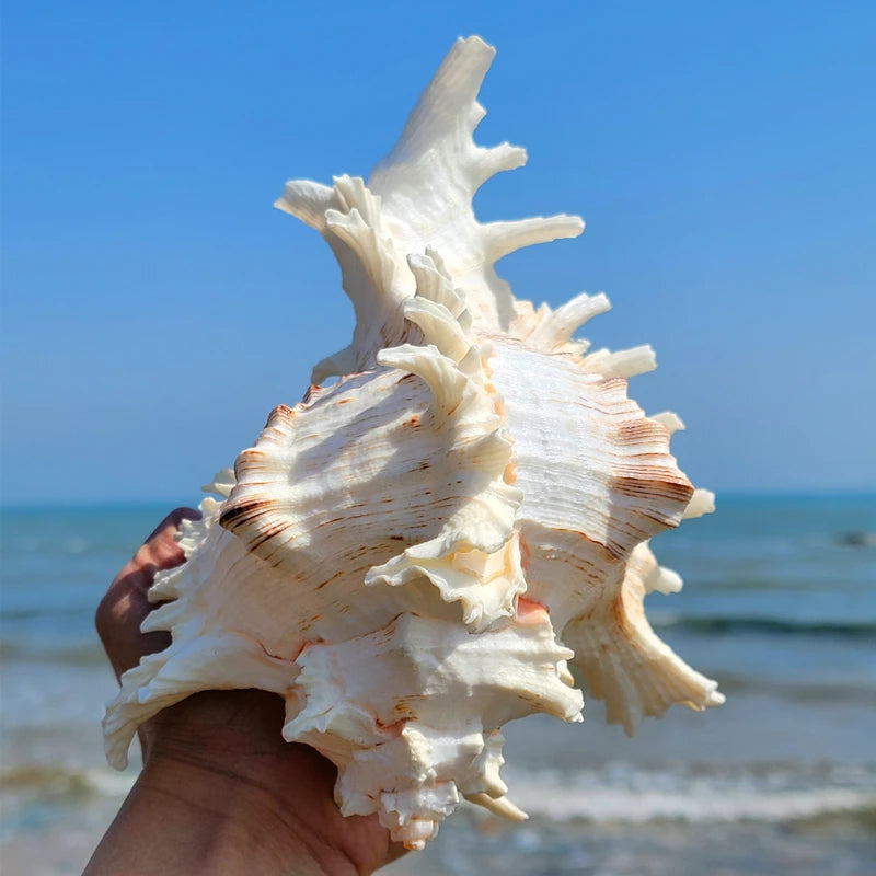 Nutshell large conch shell decor held against a blue ocean background for coastal home decoration