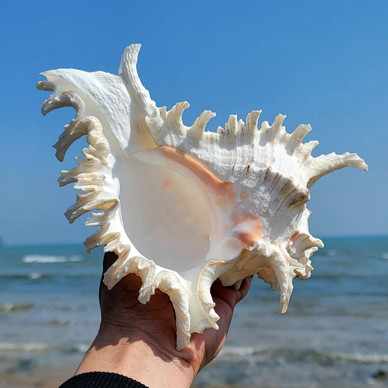 Hand holding large conch shell decor against a blue sky and ocean background