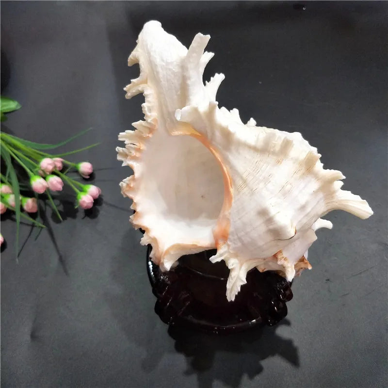 Large conch shell decor by Nutshell displayed on a black stand with floral background