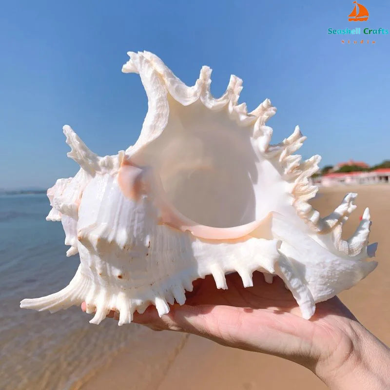 Large conch shell decor ornament held by hand on beach with clear blue sky background