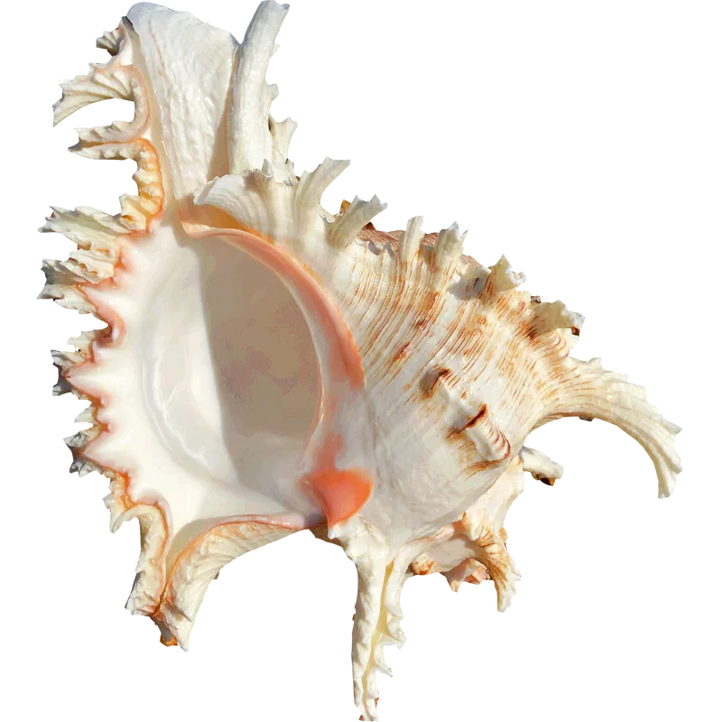 Nutshell large conch shell decor ornament with natural white and peach tones and intricate spiky texture