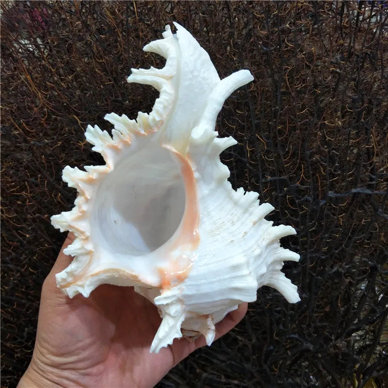Hand holding a large conch shell decor ornament with white and light peach tones