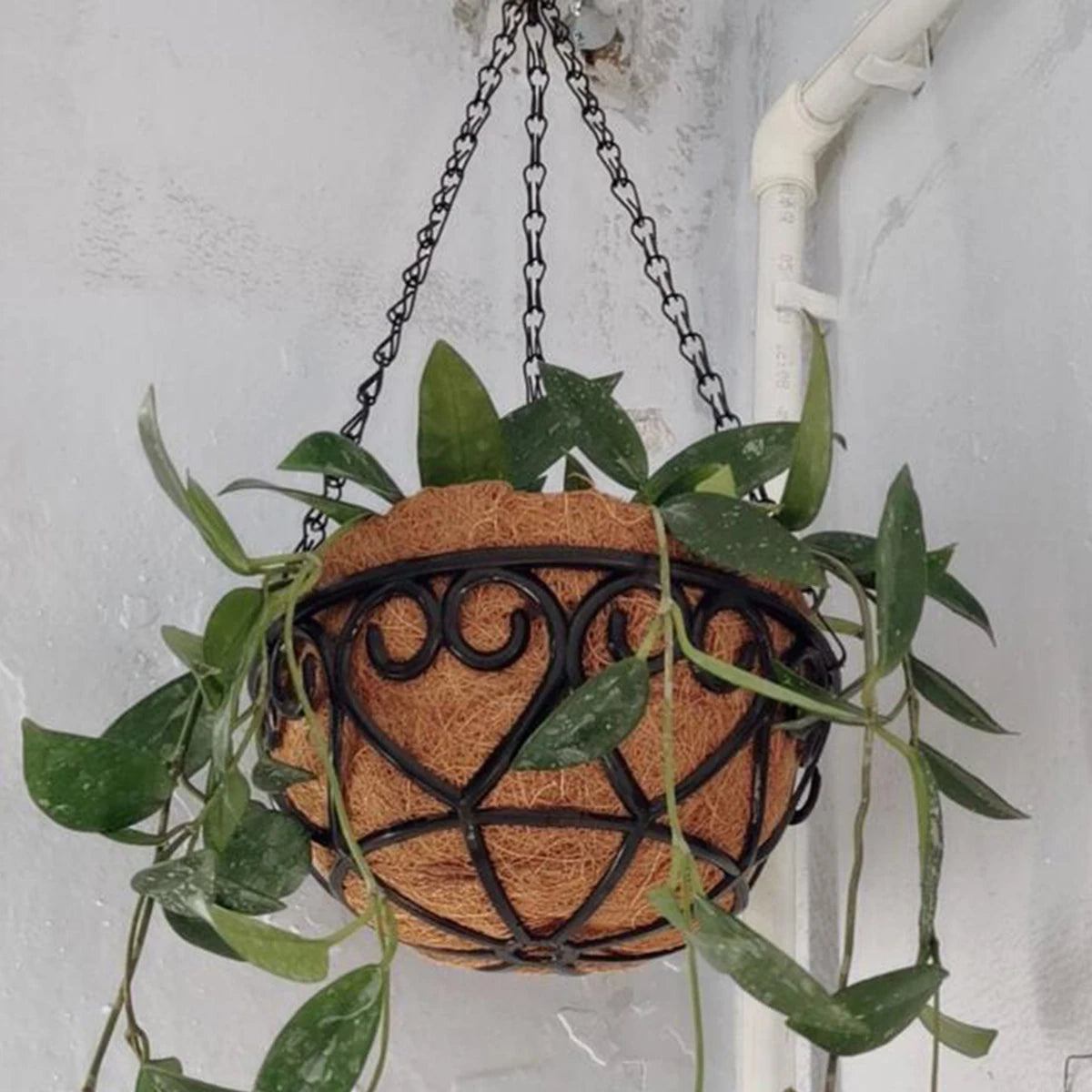 Coconut Brown Round Iron Chain Hanging Basket Flowerpot with Green Plants for Indoor Decor