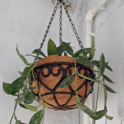 Coconut Brown Round Iron Chain Hanging Basket Flowerpot with Green Plants for Indoor Decor