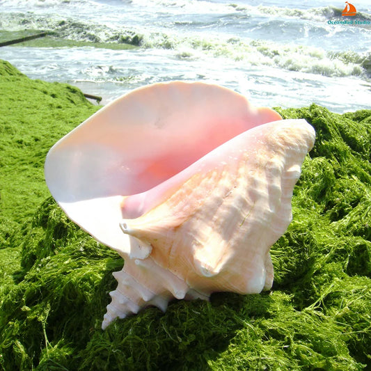 Large conch sea shell decor resting on green seaweed by the ocean shore with waves in the background