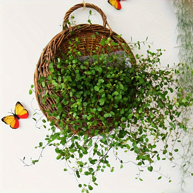 Nutshell rustic wall hanging planter with lush greenery and a woven design for home decor