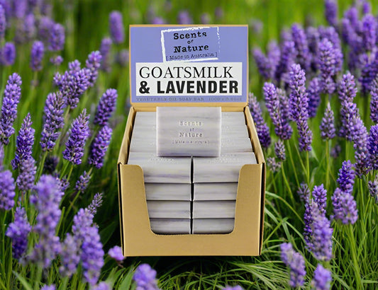 Tilley Soap Bars Nutshell goats milk and lavender soap display box on lavender field