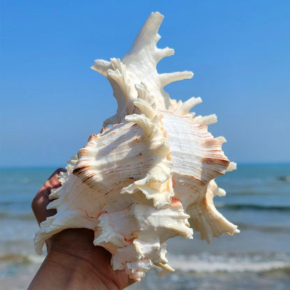 Nutshell large conch shell decor held against a blue ocean background for coastal home decoration