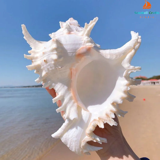 Hand holding large conch shell decor by Nutshell on a beach with blue sky background