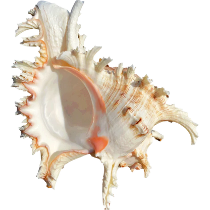 Nutshell large conch shell decor ornament with natural white and peach tones and intricate spiky texture