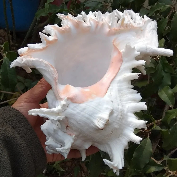 Nutshell large conch shell decor held in hand showing detailed white and pink natural ornament