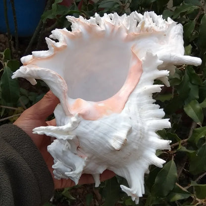 Nutshell large conch shell decor held in hand showing detailed white and pink natural ornament