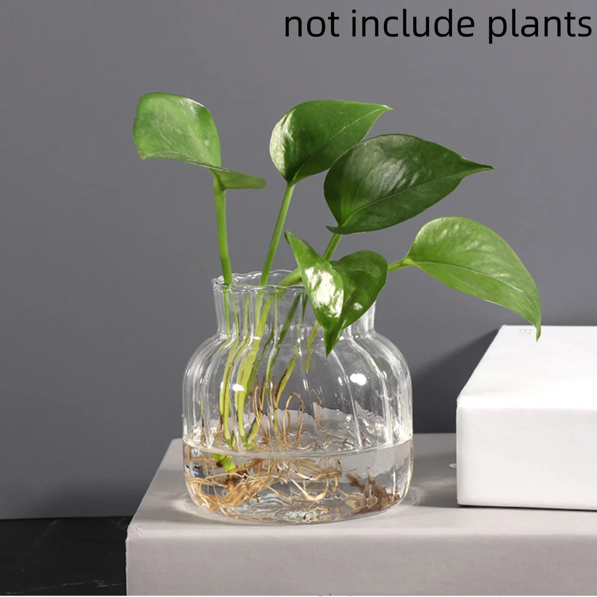 Transparent glass vase for flowers with a stylish design and visible roots of plants